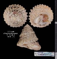 Lithopoma americanum image