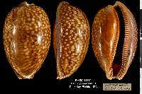 Macrocypraea cervus image