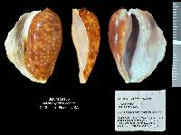 Macrocypraea cervus image