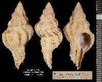 Calotrophon ostrearum image