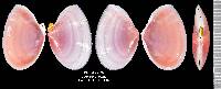 Eurytellina lineata image