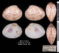 Megapitaria maculata image