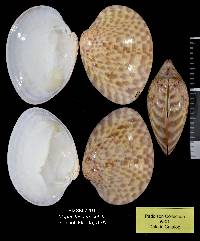 Megapitaria maculata image