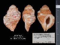 Septa occidentalis image