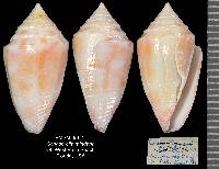 Conasprella mindana image