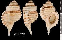 Ranularia cynocephala image
