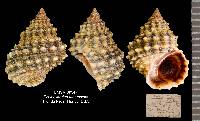 Echinolittorina tuberculata image