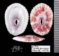 Fissurella fascicularis image