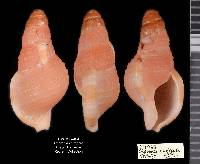 Charonia variegata image