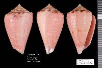 Conus cardinalis image