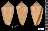 Conasprella mindana image