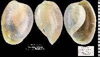 Haminoea elegans image