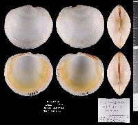 Anodontia alba image
