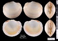 Anodontia alba image