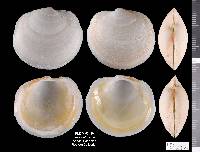 Anodontia alba image