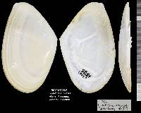 Eurytellina angulosa image