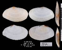 Laciolina magna image