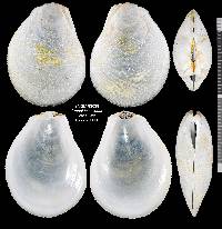 Ctenoides scaber image