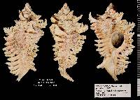 Chicoreus florifer image