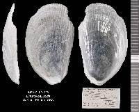 Limaria pellucida image