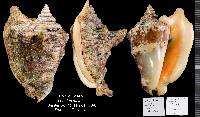 Lobatus raninus image