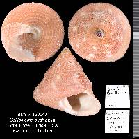 Calliostoma euglyptum image