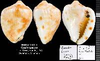 Cassis tuberosa image