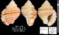 Monoplex tranquebaricus image