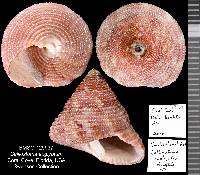 Calliostoma euglyptum image