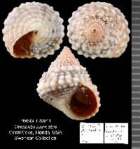 Cenchritis muricatus image