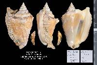 Lobatus raninus image