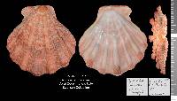 Nodipecten fragosus image