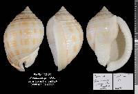 Semicassis granulata image
