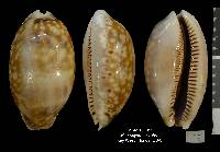 Macrocypraea zebra image