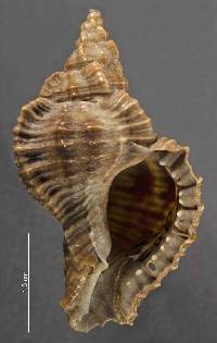 Chicoreus capucinus image