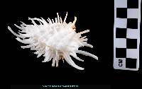 Spondylus crassisquama image