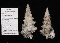 Cerithium nodulosum image