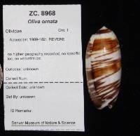 Oliva ornata image