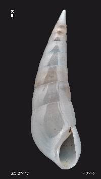 Melanella flexuosa image