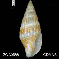 Cotonopsis lafresnayi image