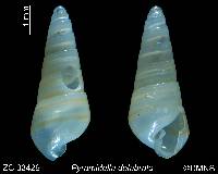 Pyramidella dolabrata image