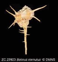 Bolinus cornutus image