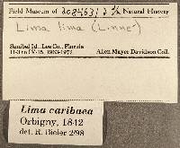 Lima caribaea image