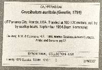 Crucibulum auricula image