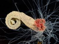Loimia medusa image