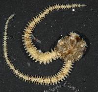 Ophiactis savignyi image