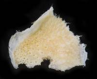 Lichenopora hispida image