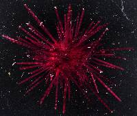 Echinothrix calamaris image