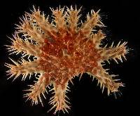 Acanthaster planci image