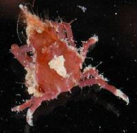 Menaethius monoceros image